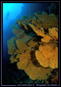 Giant Gorgonia.... and a diver in the Red Sea on Elphinst... by Michel Lonfat 